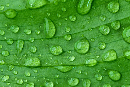 Water droplets on green fresh leaf close up macro photography