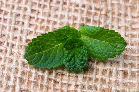 Fresh sprig of fragrant mint with young green leaves close-up
