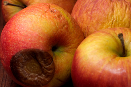 Spoiled shriveled rotten apples on a dark wooden background close-upの写真素材