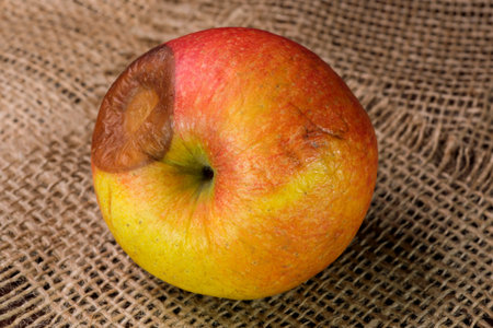Spoiled shriveled rotten apple on a dark wooden background close-up