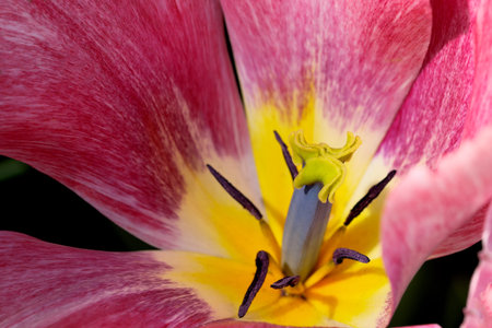 Bright red blooming spring flower tulip brightly lit by the sun close-up