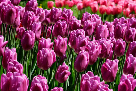Bright lilac blooming spring flowers tulips brightly lit by the sunの写真素材