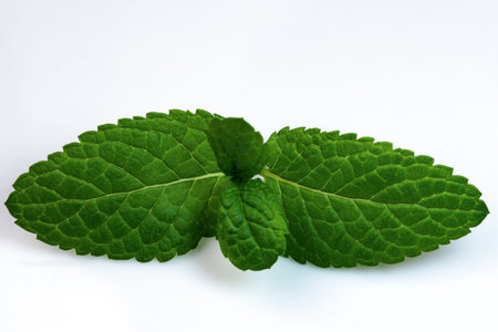 Young shoots and leaves of aromatic peppermint on a white mirror background close-up macro...