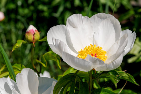 White peony blooms closeup macro photography floral bright floral backgroundの写真素材
