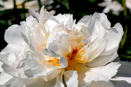 White peony blooms closeup macro photography floral bright floral backgroundの写真素材
