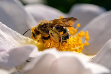Honey bee on a rosehip flower close-up macro photography on a bright sunny day