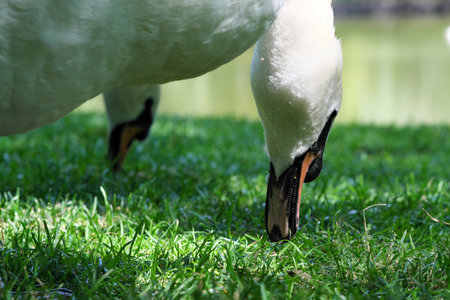A white swan on a green grassy lawn grazes on a summer sunny dayの写真素材