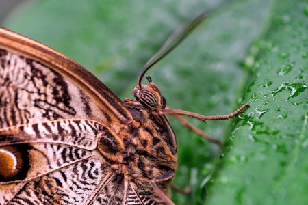 Beautiful butterfly close-up on a sunny summer day