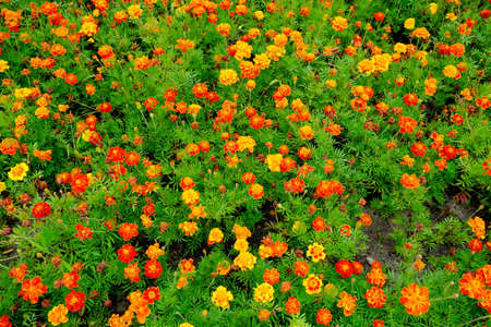 Autumn bright flowers on a city flower bed on a cloudy dayの写真素材
