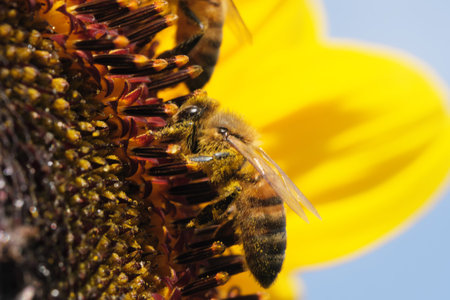 Honey bees collect nectar and pollen on a blooming sunflower on a sunny summer day close-up