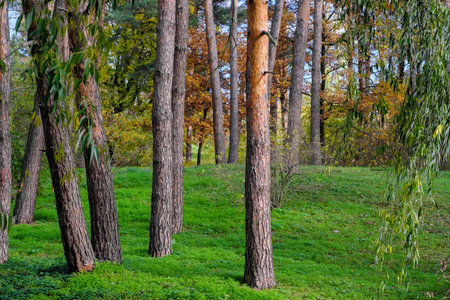 Natural forest landscape coniferous and deciduous trees in late autumn on a sunny day