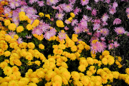Chrysanthemums bloom in late autumn in the garden in a flower bed close-up