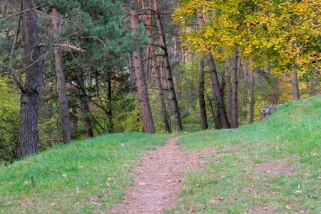 Natural forest landscape coniferous and deciduous trees in late autumn on a sunny day