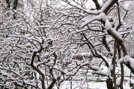 Winter artistic background soft snow lies on the branches of urban trees on a cloudy dayの写真素材