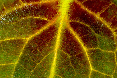 Abstract background macro photo of a fleecy shaggy leaf with bottom illumination