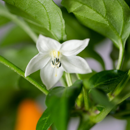 Blooming hot bitter indoor peppers close-up macro photographyの写真素材