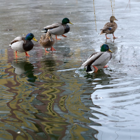 Wild urban birds on a freezing small lake feed shooting in the month of Februaryの写真素材