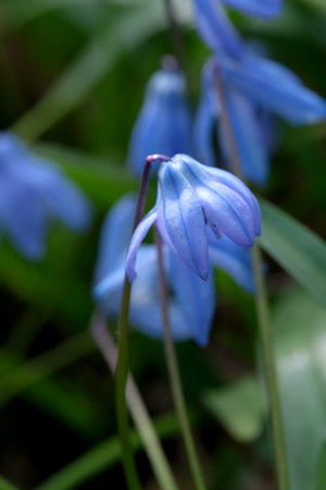 The blue snowdrop (bluebell) or Scilla, a lily family, is a symbol of hope, happiness, youth and beauty, close-up macro photographyの写真素材