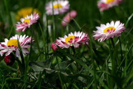 Beautiful flower plant picture blooming daisies close up on a bright spring sunny dayの写真素材