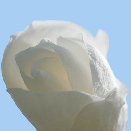 White magnolias bloom on a warm spring sunny day close-upの写真素材