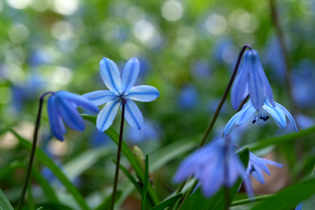 The blue snowdrop (bluebell) or Scilla, a lily family, is a symbol of hope, happiness, youth and beauty, close-up macro photographyの写真素材
