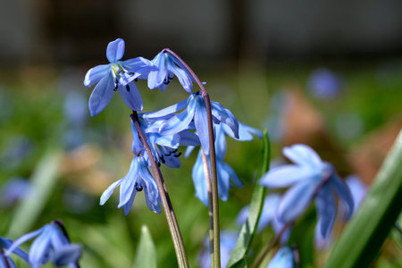 The blue snowdrop (bluebell) or Scilla, a lily family, is a symbol of hope, happiness, youth and...