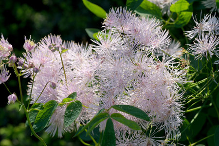 Beautiful summer flowers on a garden flowerbed close-up shot on a bright summer sunny dayの写真素材