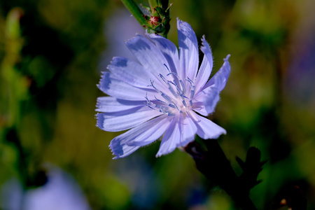 Summer meadow flowers bloom on city wastelands on a bright sunny day close-upの写真素材