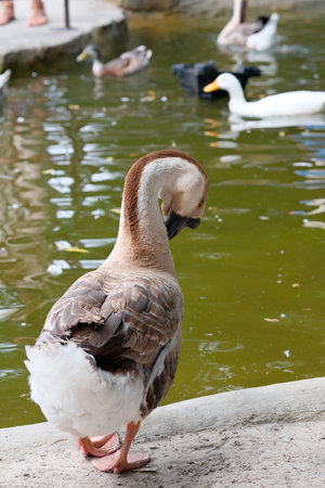 A gray wild goose stands by a small pond on a hot summer day, close-up, portraitの写真素材