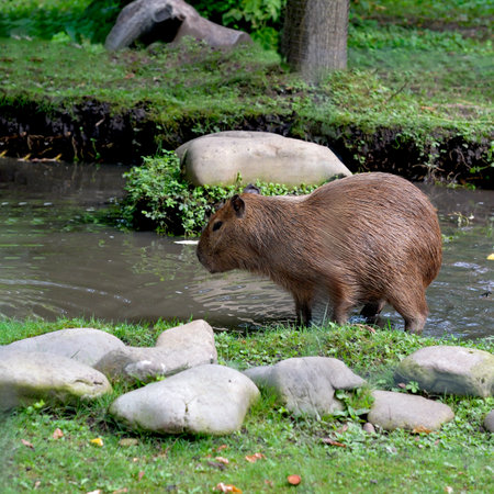 Capybara on a hot summer day on the lawn in front of a small puddleの写真素材