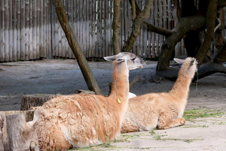 Two llamas are resting on a hot summer day at the zoo lying downの写真素材