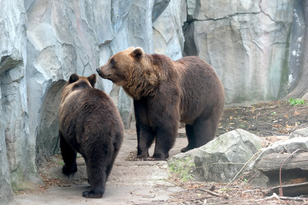 Brown bears in a zoo enclosure on a hot summer dayの写真素材