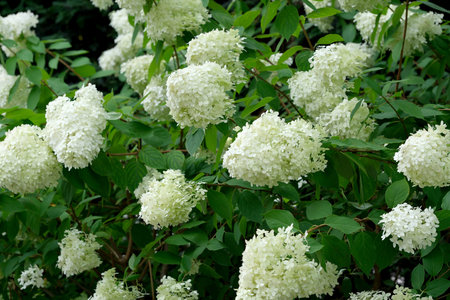 Summer white flowers garden on a bright sunny day closeup