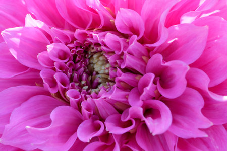 Gorgeous blooming dahlia closeup on a sunny autumn day, macro photography, floral background, design element.の写真素材