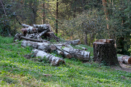 A pile of birch branches and trunks after sanitary cleaning of the forest, illustrative photo of...