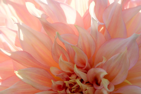 Gorgeous blooming dahlia closeup on a sunny autumn day, macro photography, floral background, design element.の写真素材