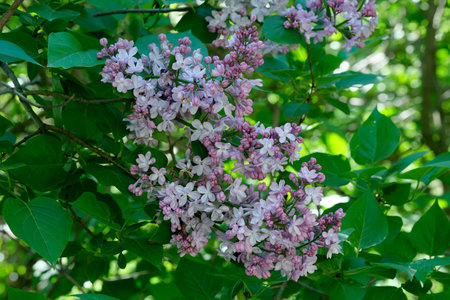 Lush beautiful lilac blossom in a botanical garden on a bright sunny spring day, natural...