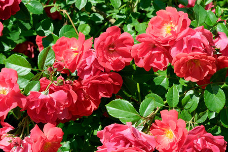 Beautiful green background of roses blooming in a rose garden on a bright sunny June day, cards,...