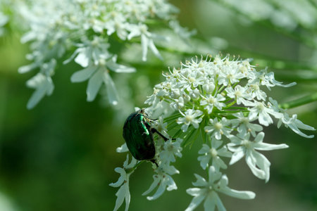 Beautiful plant natural green background, close-up on a bright sunny June day, cards, banners,...