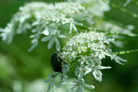 Beautiful plant natural green background, close-up on a bright sunny June day, cards, banners,...