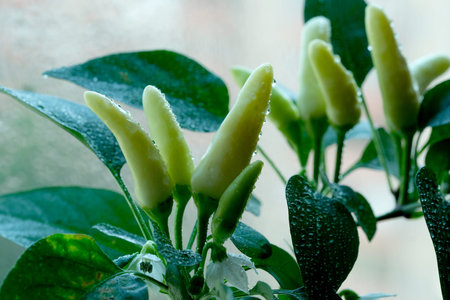 Green pepper plant with white peppers and dewy leaves.