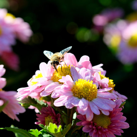 A bee gathers nectar from colorful blossoms during a sunny afternoon.