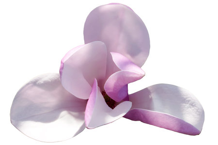 Delicate pink and white petals unfurl gracefully, showing nature\'s beauty.の写真素材