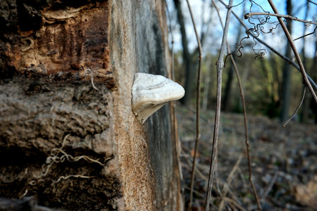 A fascinating fungus clings to an aged tree, surrounded by soft light.の写真素材