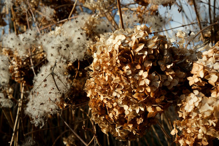 Nature displays its beauty with dried flowers glowing in the sun.の写真素材