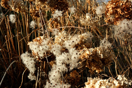 Soft white fluff mingles with dried flowers under a golden sun.の写真素材