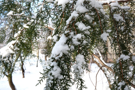 Fresh snow clings to lush green branches in a tranquil winter setting.の写真素材
