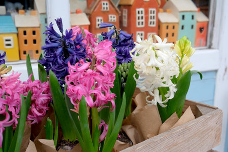 Colorful hyacinth flowers brighten a quaint village with joy.の写真素材