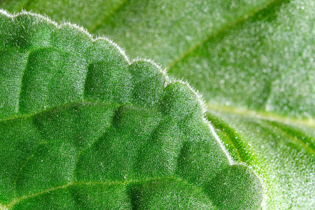 Close examination reveals vibrant green foliage with fine textures visible.
