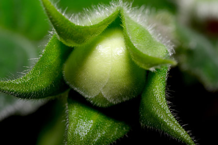 A close-up of a delicate green bud, hinting at new life and growth.の写真素材